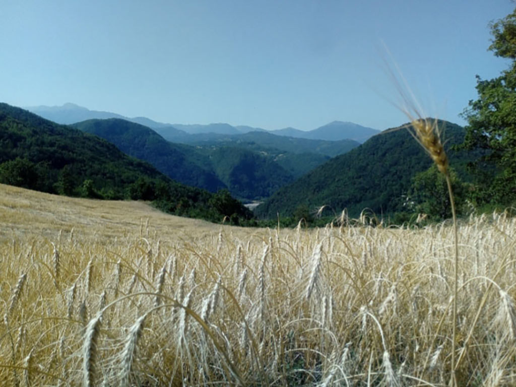 Azienda agricola | SOTTOBOSCO D'EMILIA CASTELNOVO NE MONTI