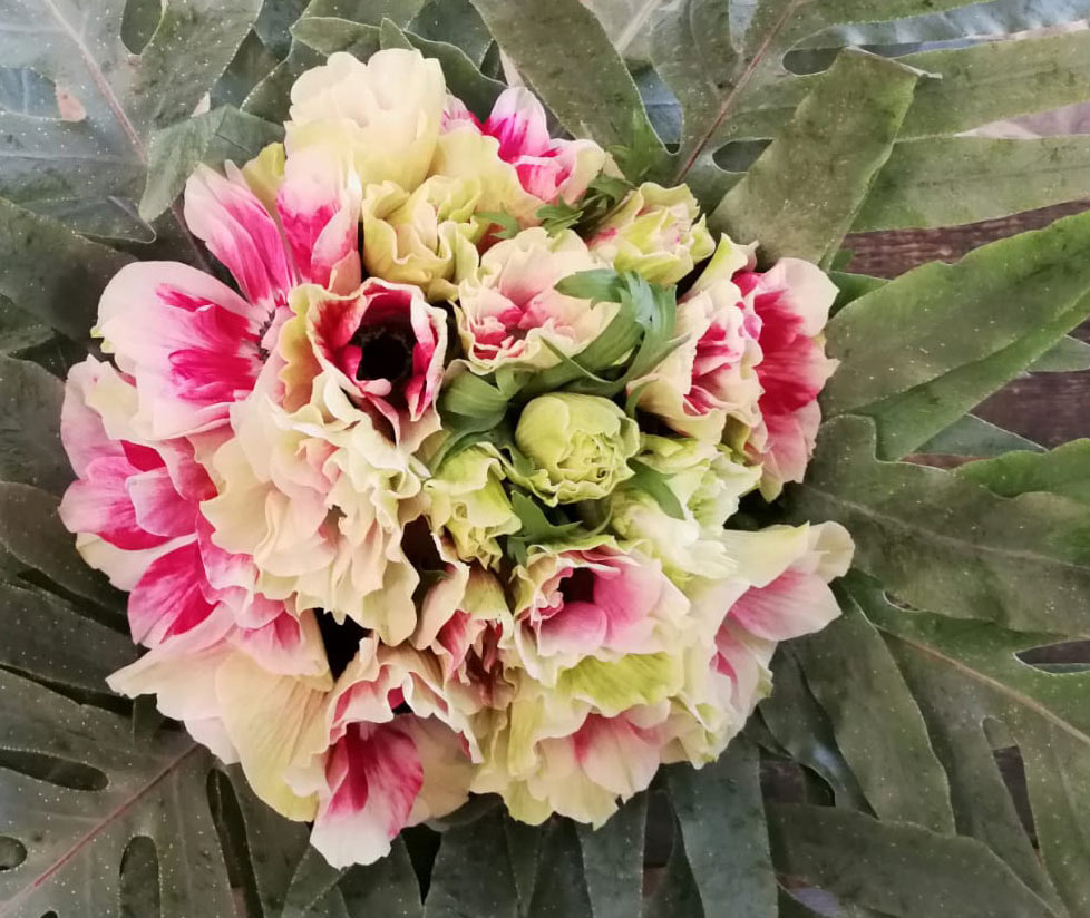 L'Amore per i fiori al vostro servizio | GIULIA FLOWERS SAN CESARIO SUL PANARO